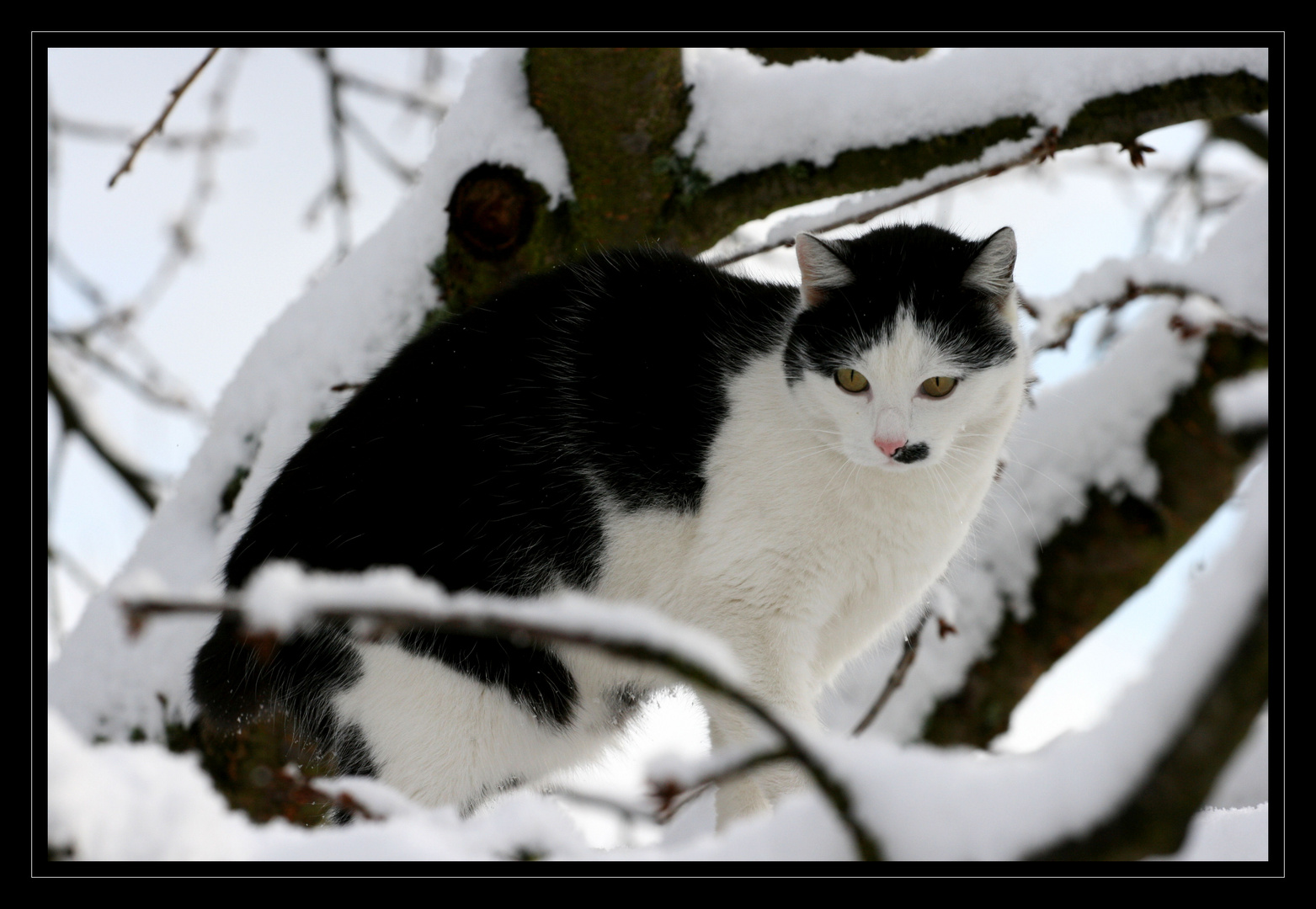 Schneekatze...