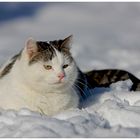 Schneekatze