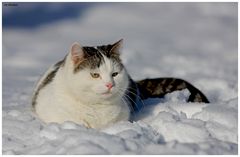 Schneekatze