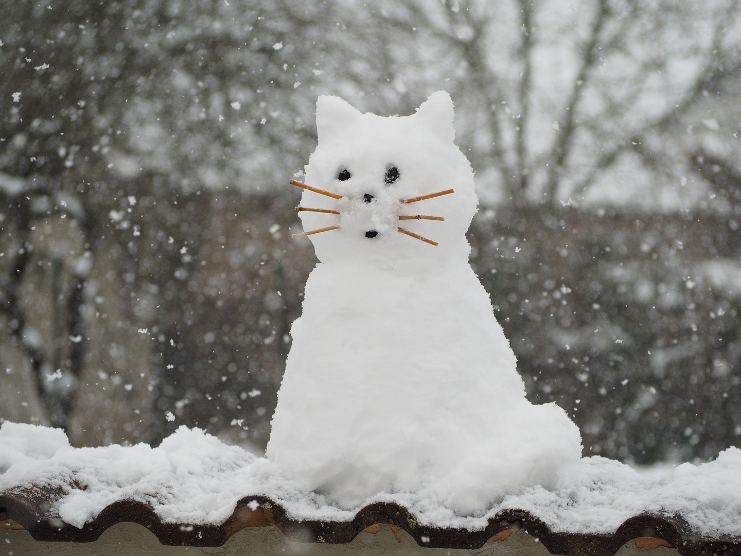 Schneekatze