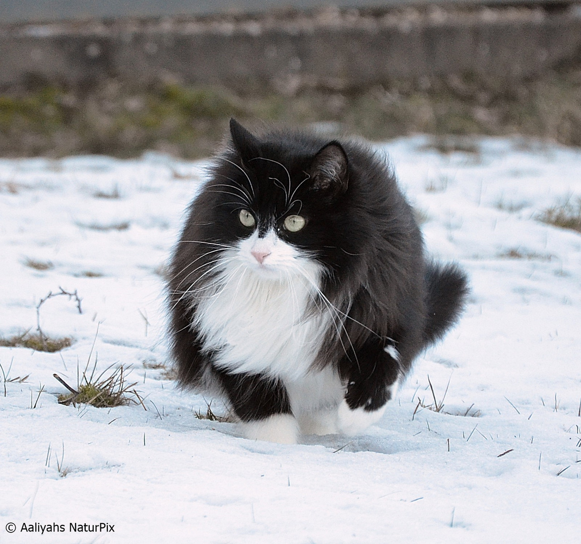 Schneekatze