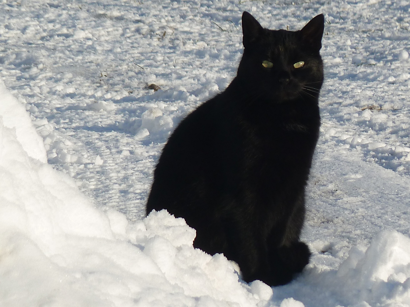 Schneekatze