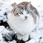 Schneekatze