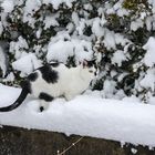 Schneekatze