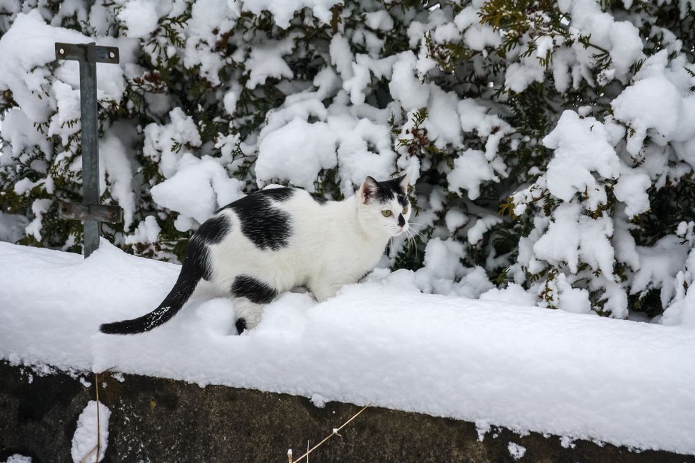 Schneekatze