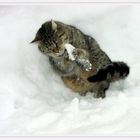 Schneekatze II.