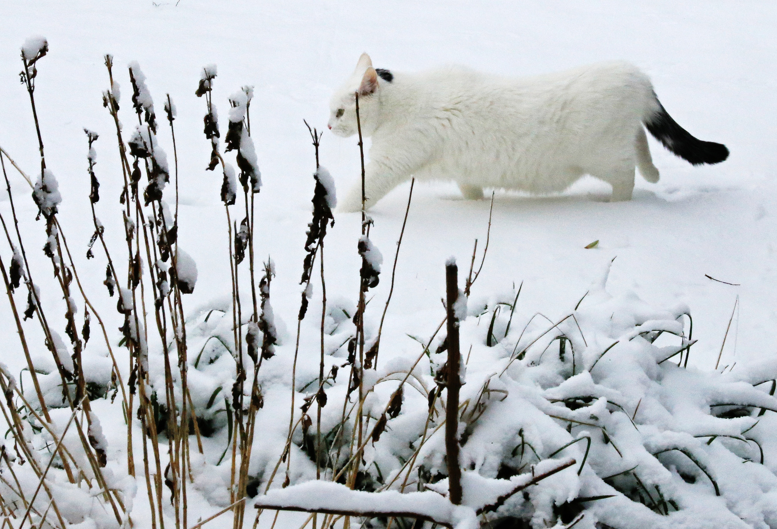 Schneekatzen