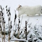 Schneekatzen