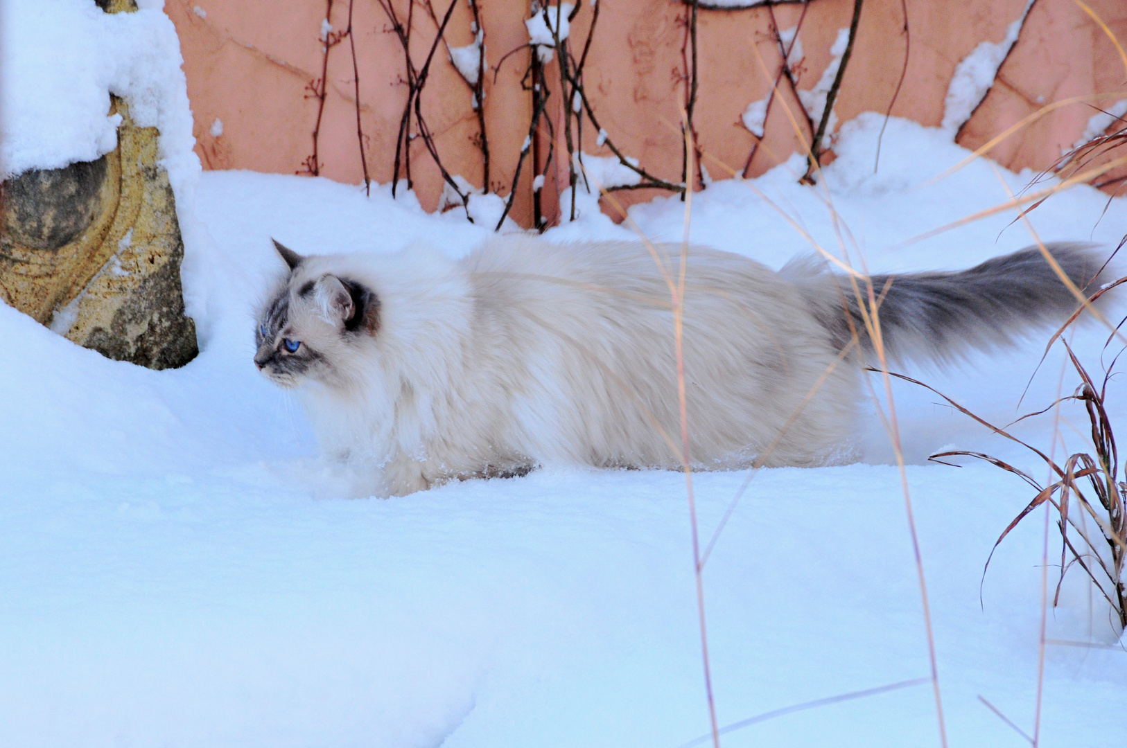 Schneekatzen