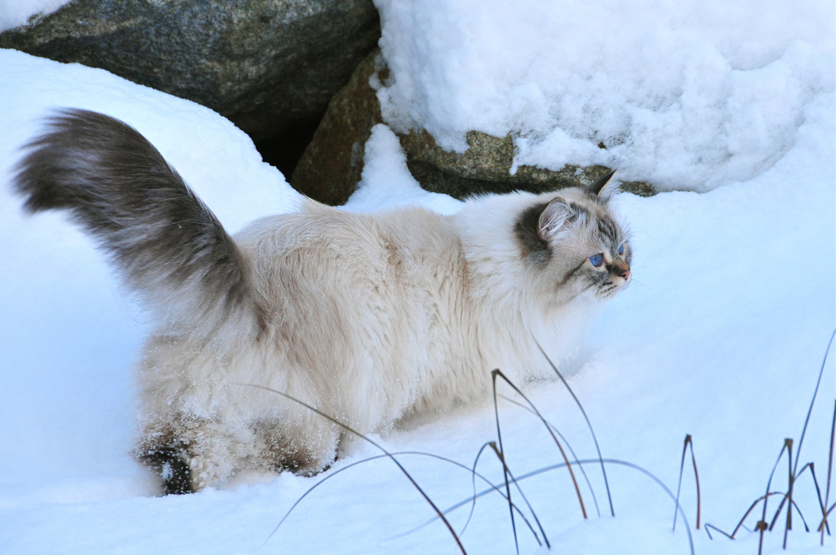 Schneekatzen I