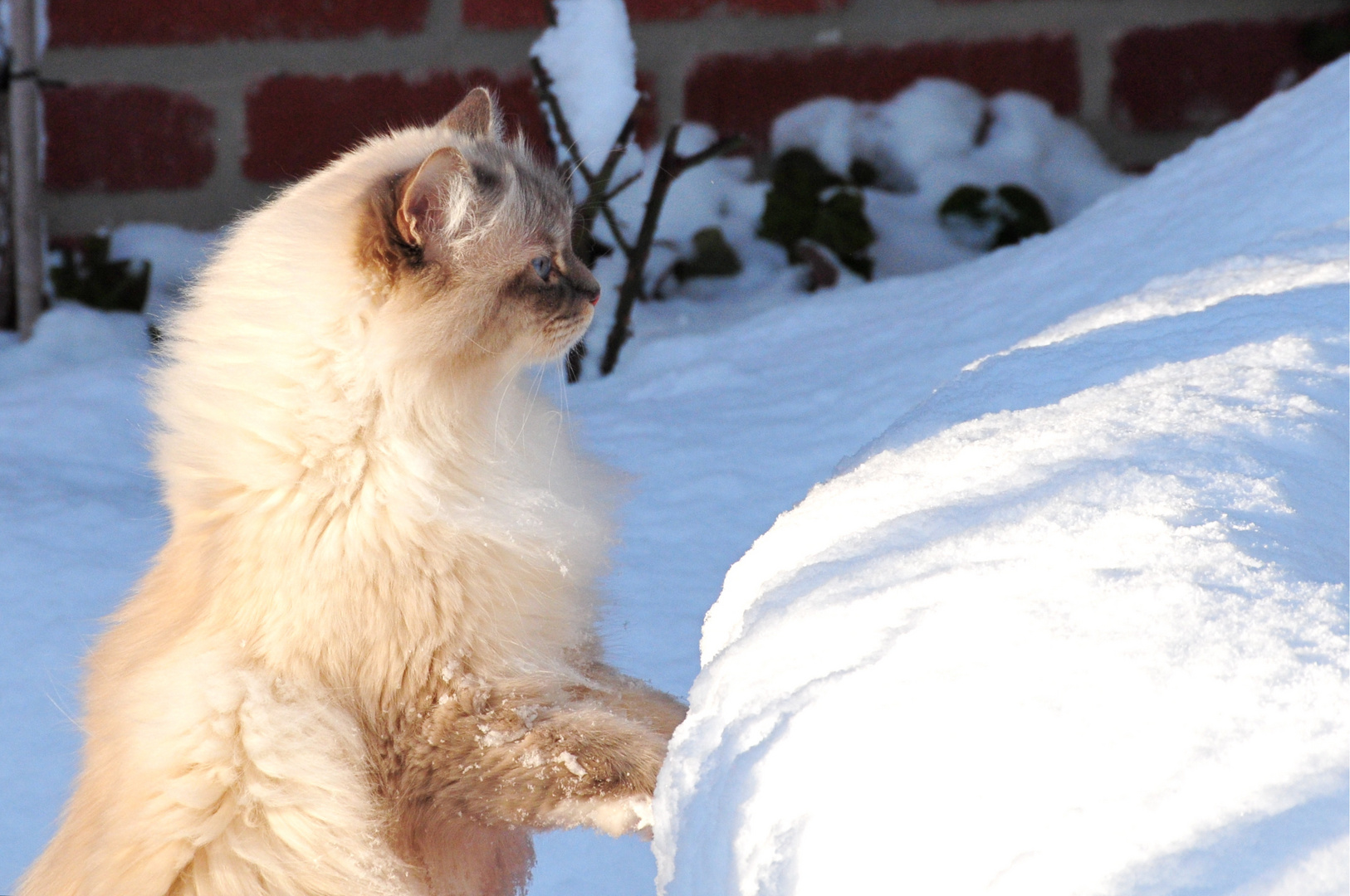 Schneekatzen II