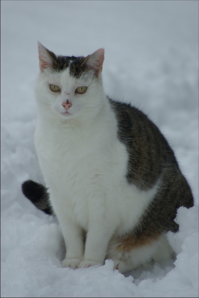 Schneekatze....sehr tapfer!