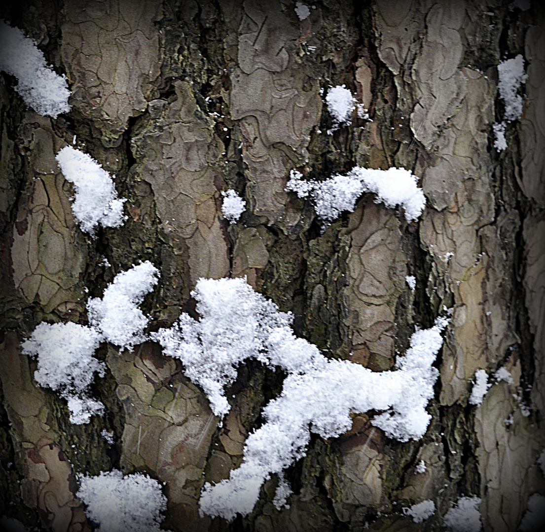 Schneekiefe(r) in Waldestiefe