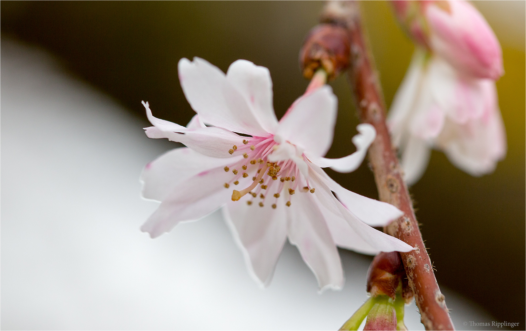 Schneekirsche oder Winterkirsche (Prunus subhirtella 'Autumnalis').