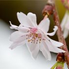 Schneekirsche oder Winterkirsche (Prunus subhirtella 'Autumnalis').