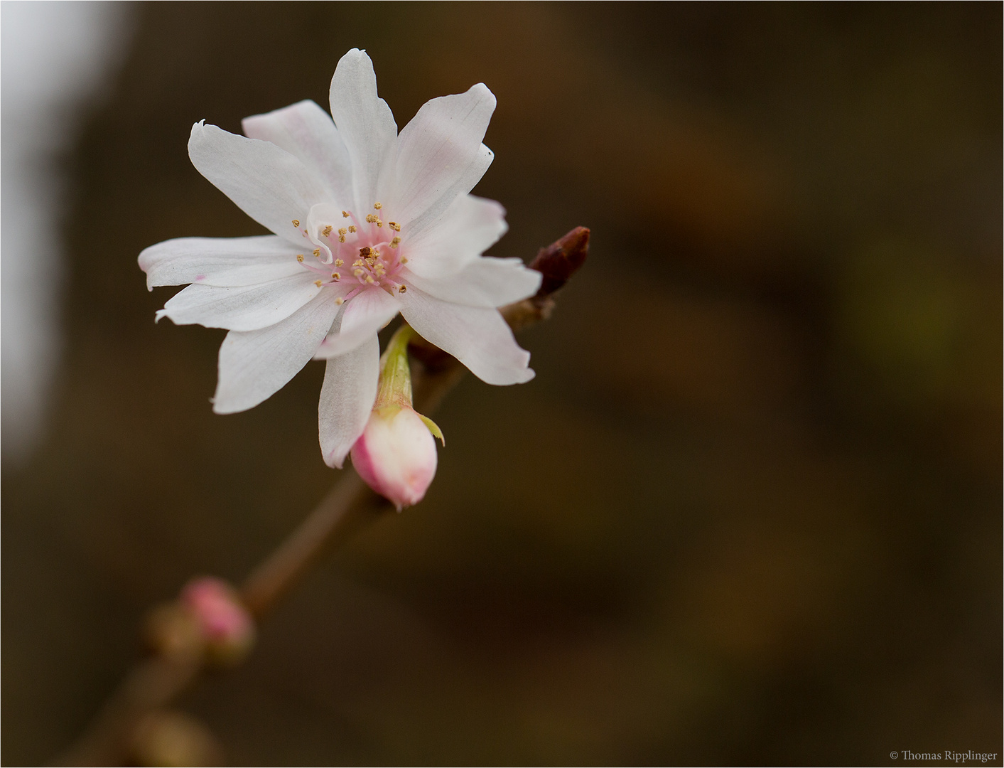 Schneekirsche oder Winterkirsche (Prunus subhirtella 'Autumnalis')...