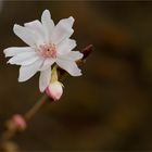 Schneekirsche oder Winterkirsche (Prunus subhirtella 'Autumnalis')...