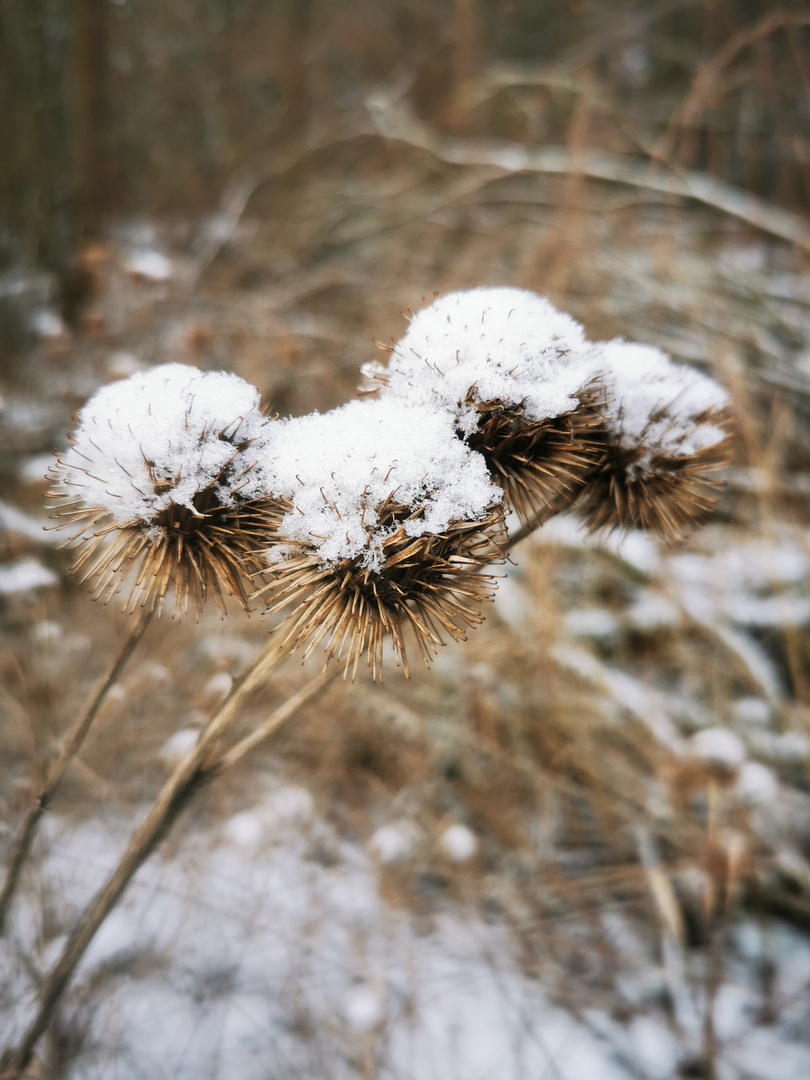 Schneeklette