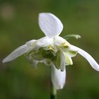 Schneeklöckchen - Galanthus