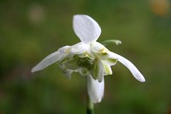 Schneeklöckchen - Galanthus