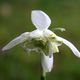 Schneeklckchen - Galanthus