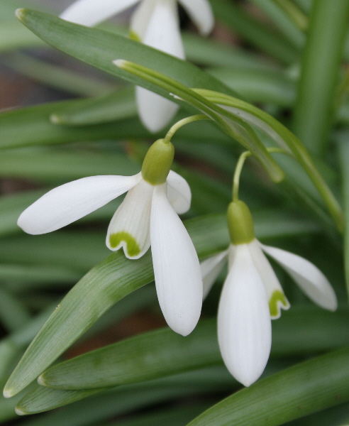 Schneeklöckchen - Galanthus (II)