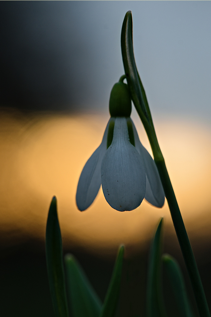 Schneeklöckchen im Sonnenuntergang