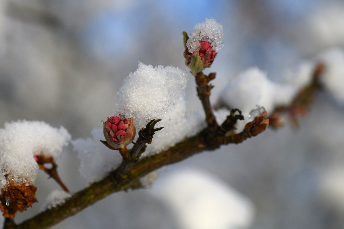 Schneeknospen