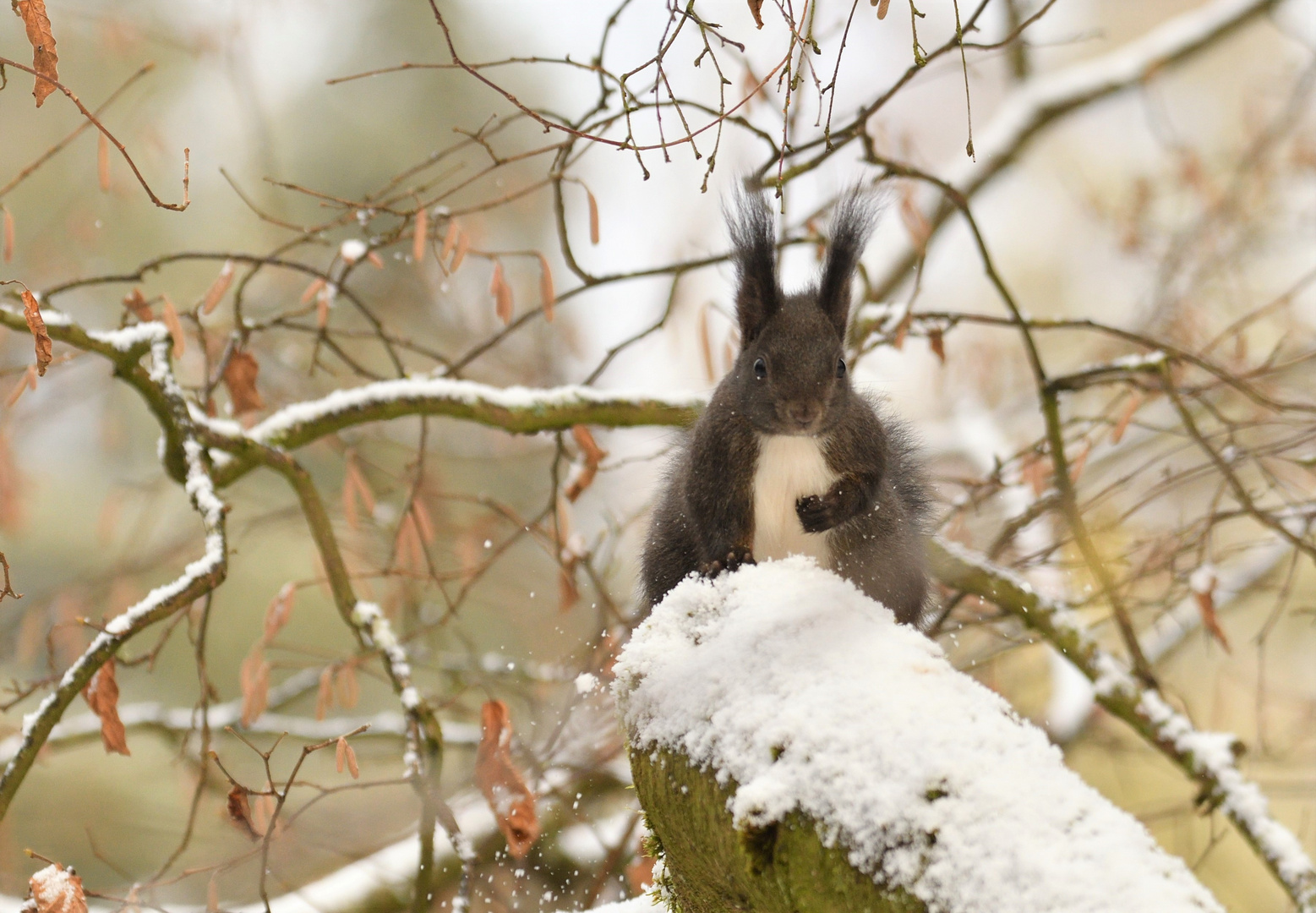 Schneekobold