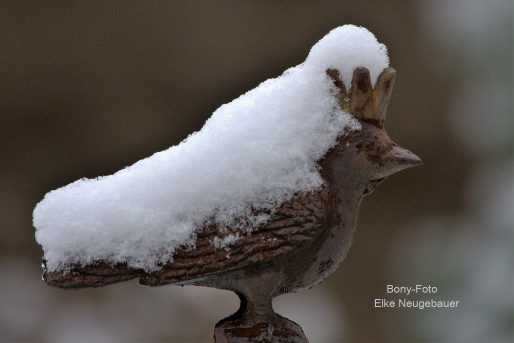 Schneekönig 