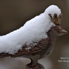 Schneekönig 