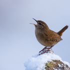 Schneekönig ;-) 