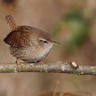 "Schneekönig" am Waldrand - Zaunkönig - (Troglodytes troglodytes)