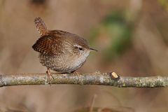 "Schneekönig" am Waldrand - Zaunkönig - (Troglodytes troglodytes)