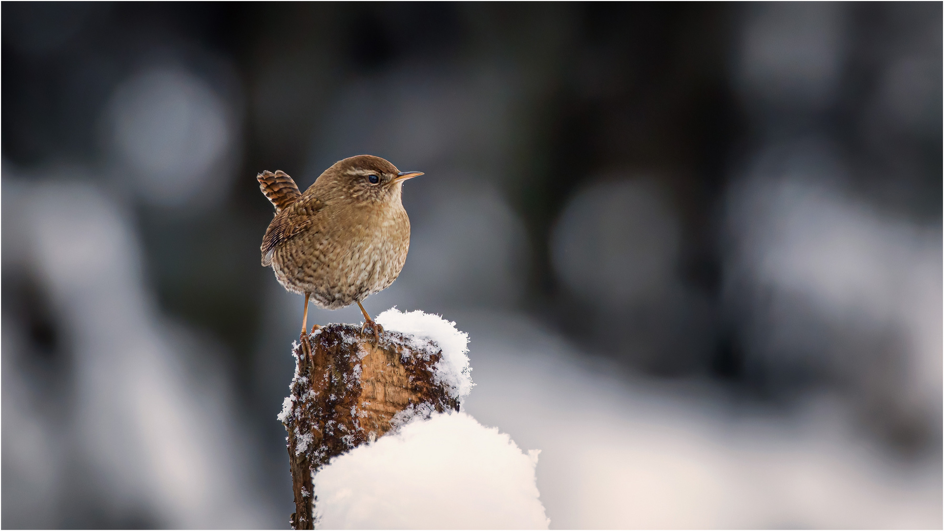 Schneekönig