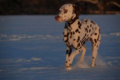 Schneekönig