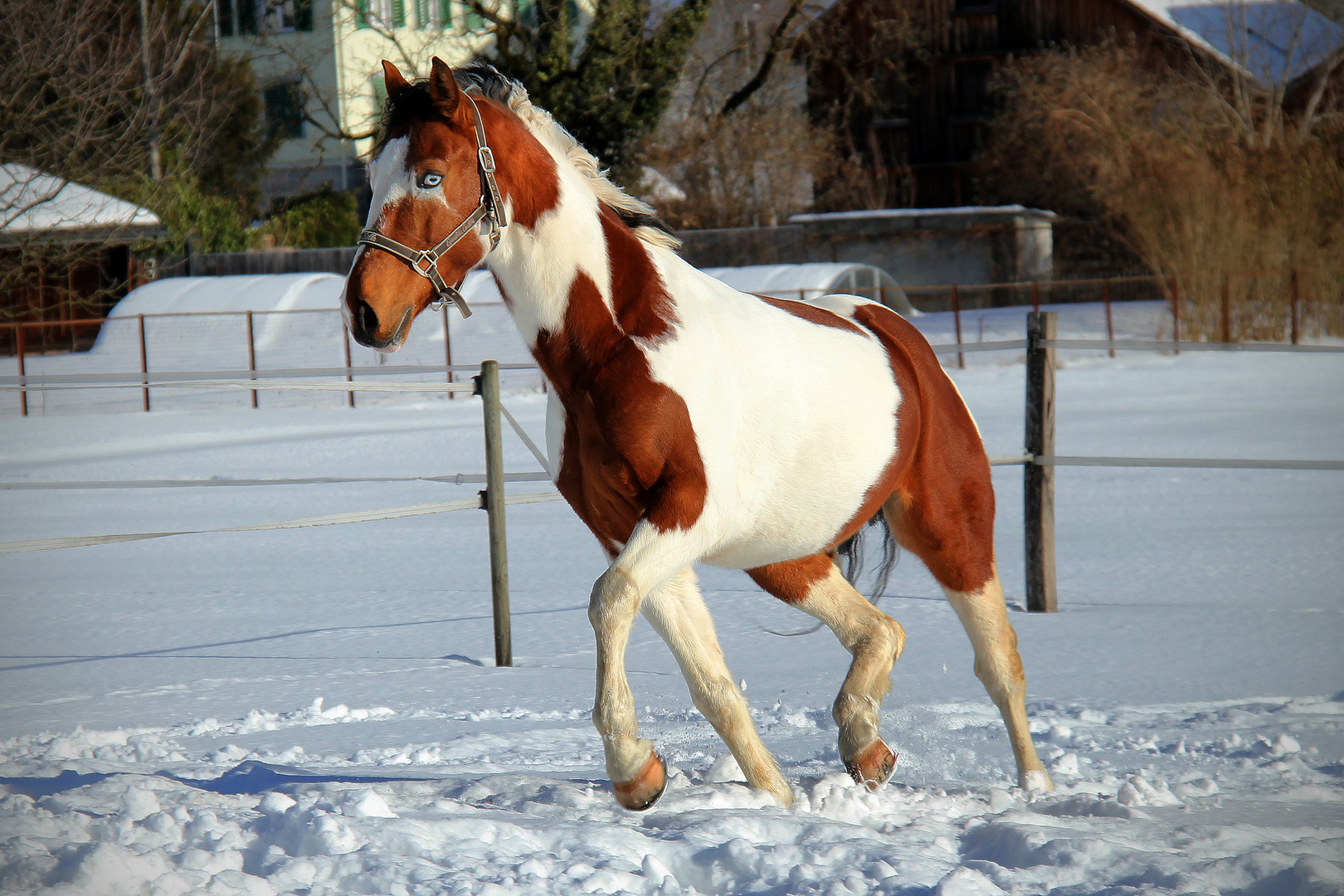 Schneekönig