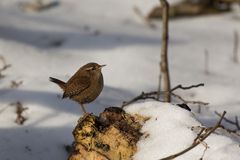 Schneekönig