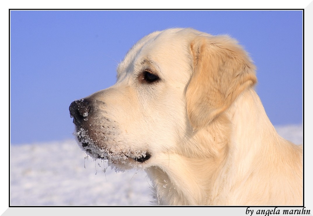 "Schneekönig" Lennox