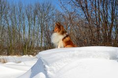 Schneekönig Tjure