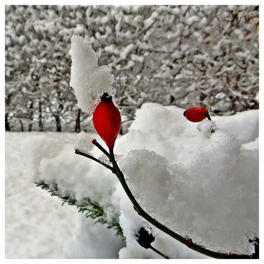 Schneekönigin