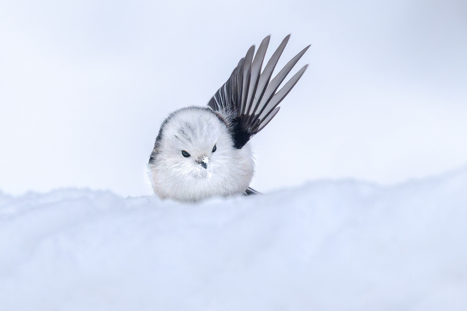 Schneekönigin