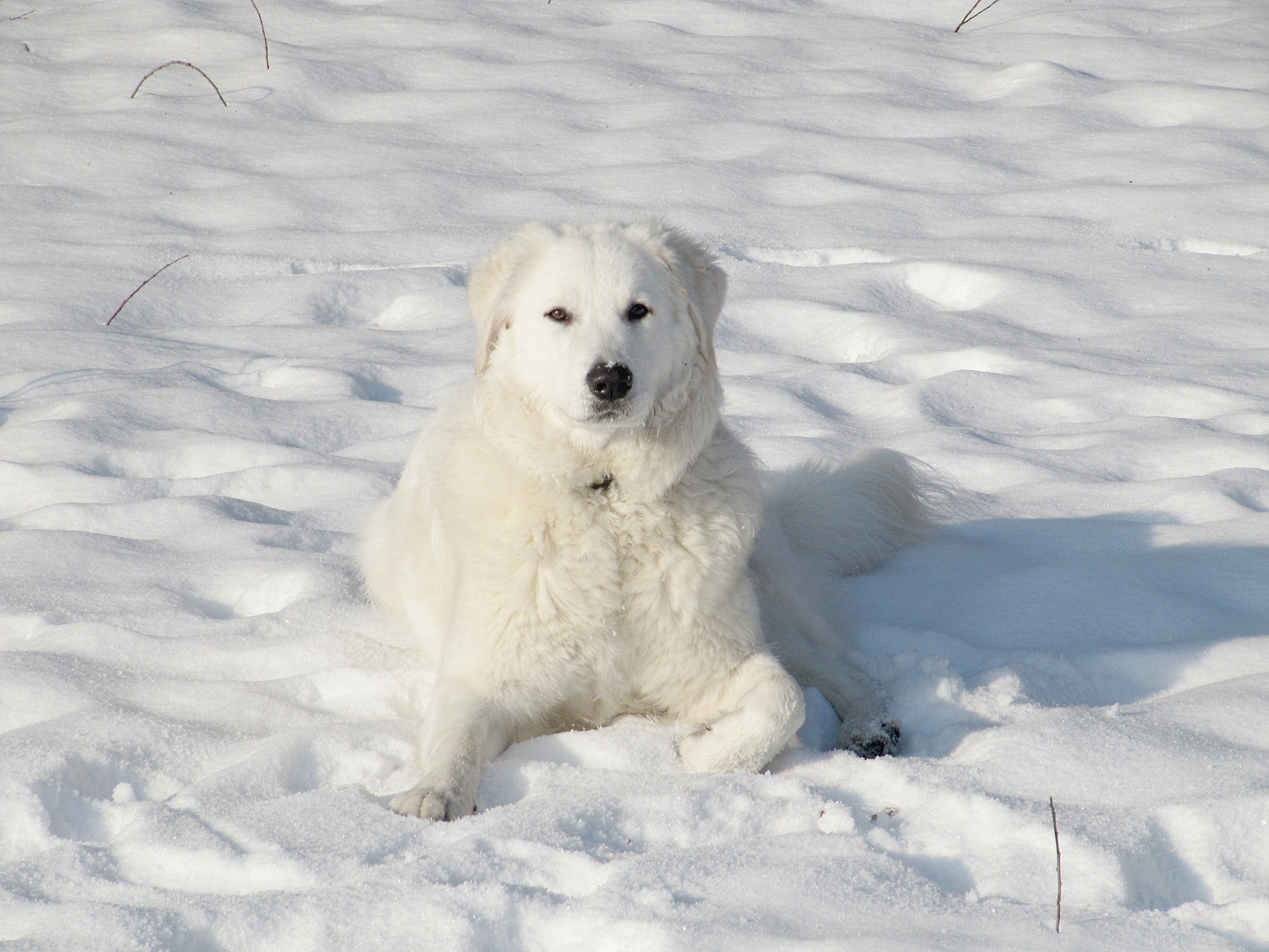 Schneekönigin