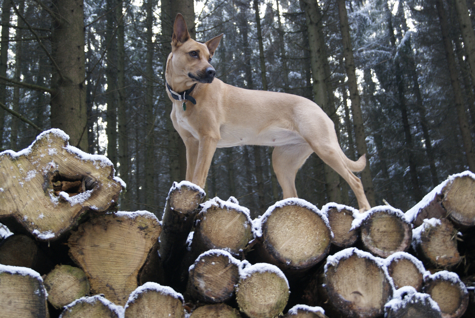 Schneekönigin