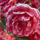 Schneekönigin - Eine eisige Rose