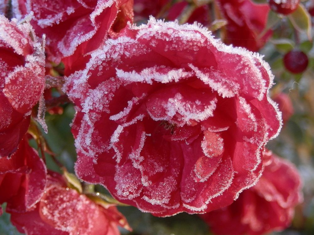 Schneekönigin - Eine eisige Rose