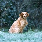 Schneekönigin / Snow Queen