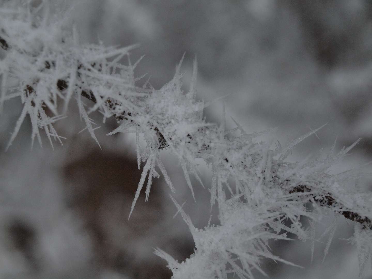 Schneekönigins Stacheldraht