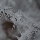 Schneekönigins Stacheldraht