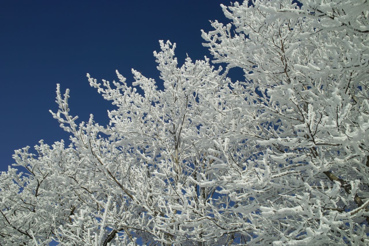 Schneeköniginsspitzen